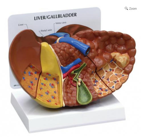 Modelo AnatÃ´mico de PÃ¢ncreas