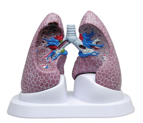 Simulador Pulmonar
