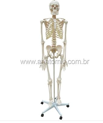 Esqueleto Humano