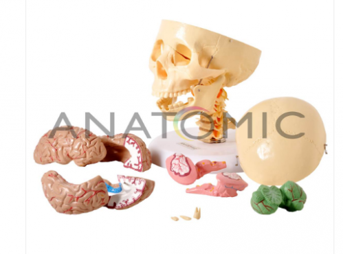 Manequim de Coluna Vertebral FlexÃ­vel