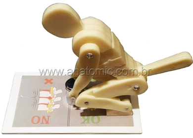Manequim de Coluna Vertebral FlexÃ­vel
