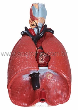 Sistema RespiratÃ³rio