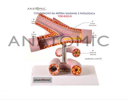 Modelo AnatÃ´mico ArtÃ©rias e Veias