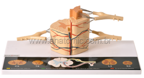 Medula Espinhal
