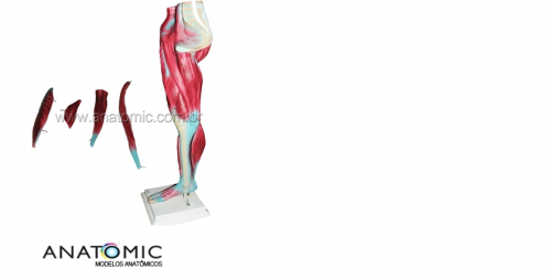 Modelo AnatÃ´mico Perna com Musculatura