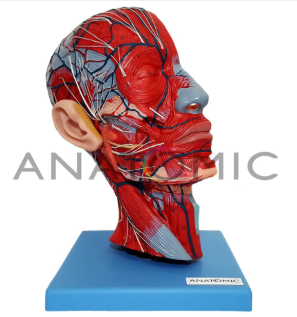 Metade de CabeÃ§a com Musculatura