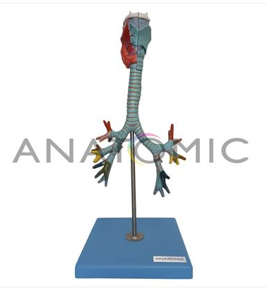 Modelo AnatÃ´mico da Laringe
