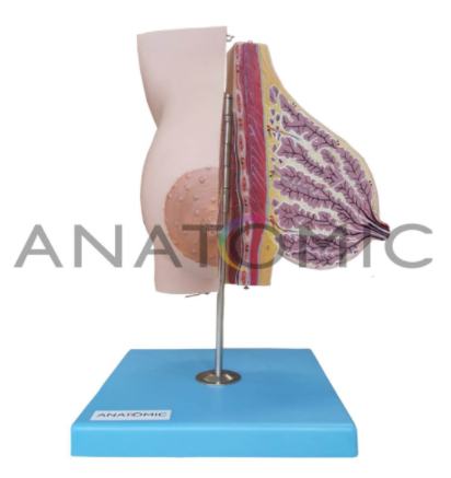 Modelo AnatÃ´mico GlÃ¢ndula MamÃ¡ria