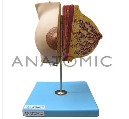 Modelo AnatÃ´mico GlÃ¢ndula MamÃ¡ria