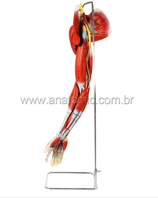 Sistema Muscular Membro Superior