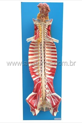Medula Espinhal