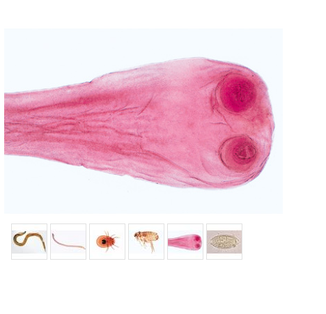 Conjunto de LÃ¢minas de Parasitologia