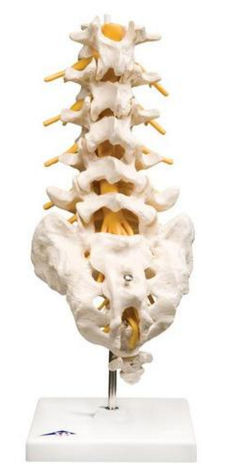 Modelo AnatÃ´mico de Coluna Vertebral