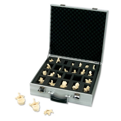 Modelo AnatÃ´mico Kit 24 VÃ©rtebras