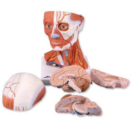Modelo de CabeÃ§a