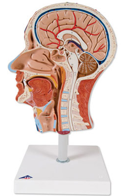 Metade de CabeÃ§a com Musculatura