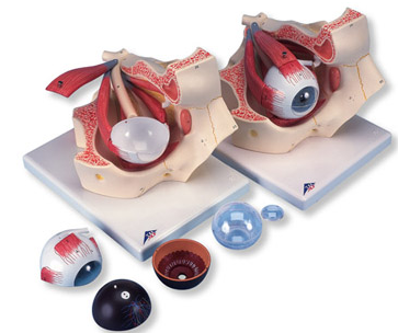 Modelo do Olho
