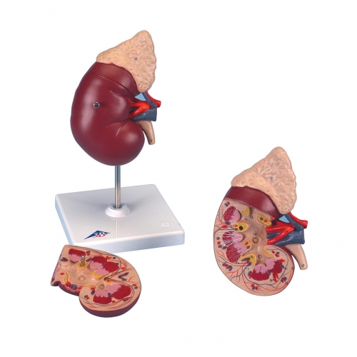 Modelo de Rim com GlÃ¢ndula Adrenal