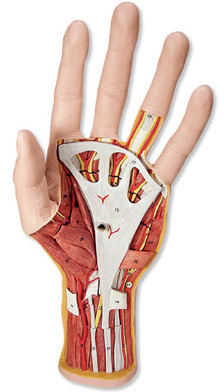 Modelo Estrutural de MÃ£o 3 Partes
