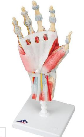 Modelo de Esqueleto da MÃ£o